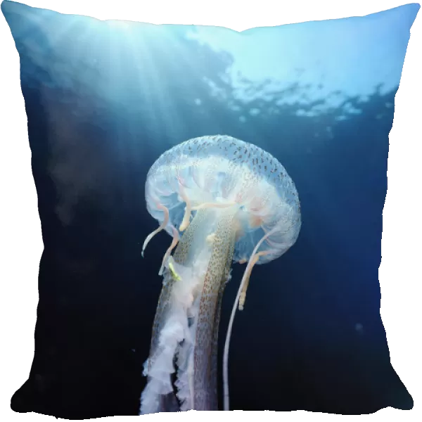 Pelagia stinger  /  Common jellyfish (Pelagia noctiluca) Malta, Mediteranean, May 2009