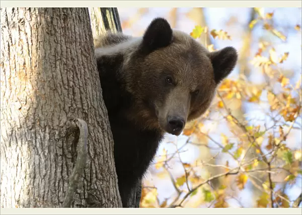 European brown bear (Ursus arctos) looking down from tree, captive, Private Bear Park