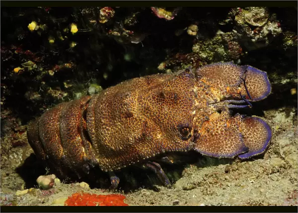 European paddle nosed  /  Spanish lobster (Scyllarides latus) Malta, Mediteranean, May 2009