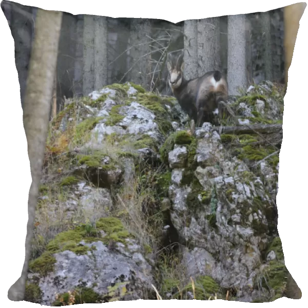Carpathian chamois (Rupicapra rupicapra carpatica) on rocks, Cheile Bicazului-Hasmas National Park