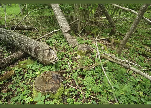 Trees felled by Eurasian beavers (Castor fiber) Moricsala Strict Nature Reserve, Moricsala Island