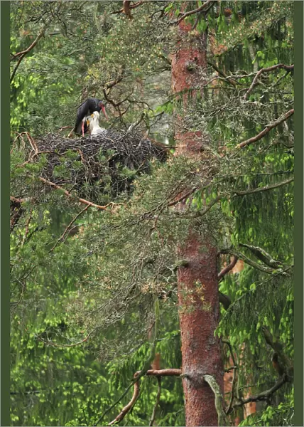 Black stork (Ciconia nigra) on nest with two chicks, Latvia, June 2009