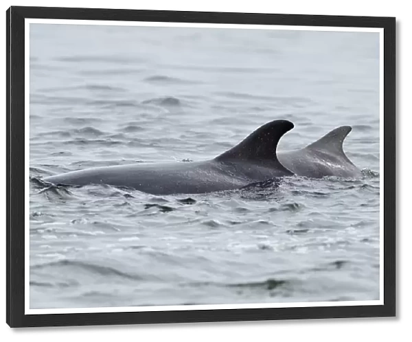 Female Bottlenosed dolphin (Tursiops truncatus) with calf surfacing, patrolling rip-current