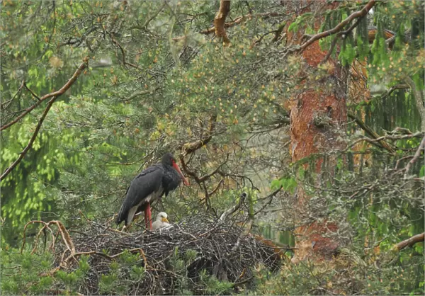 Black stork (Ciconia nigra) on nest with chick, Latvia, June 2009. WWE OUTDOOR EXHIBITION