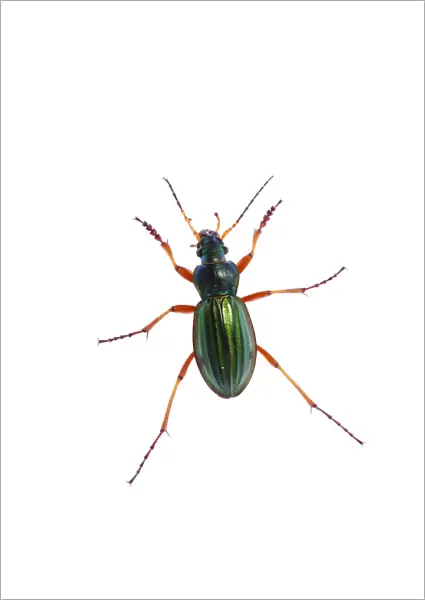 Golden ground beetle (Carabus auratus) Queyras Natural Park, France, May 2009
