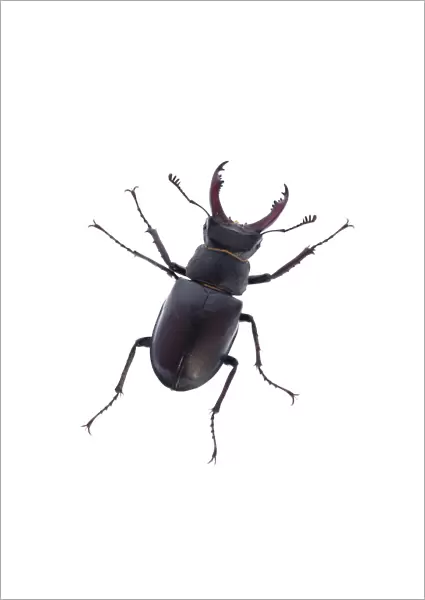Male Stag beetle (Lucanus cervus) Suffolk, England, June 2009. WWE OUTDOOR EXHIBITION