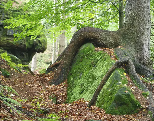 Tree growing over large moss covered rock, Ceske Svycarsko  /  Bohemian Switzerland National Park