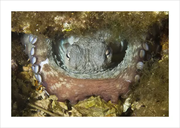 Common octopus (Octopus vulgaris) in hole, Larvotto Marine Reserve, Monaco, Mediterranean Sea