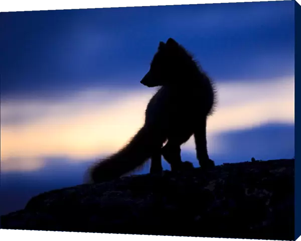 Arctic fox (Vulpes lagopus) silhouetted at twilight, Greenland, August 2009