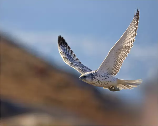 Gyrfalcon (Falco rusticolus) in flight, Disko Bay, Greenland, August 2009