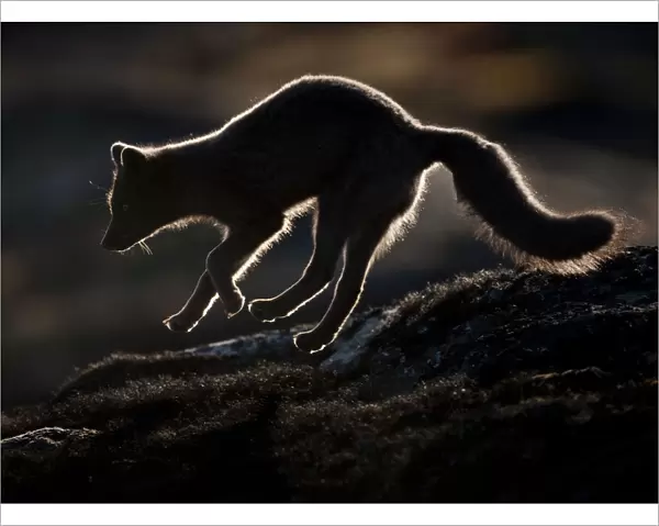 Arctic fox (Vulpes lagopus) silhouetted while jumping, Disko Bay, Greenland, August 2009