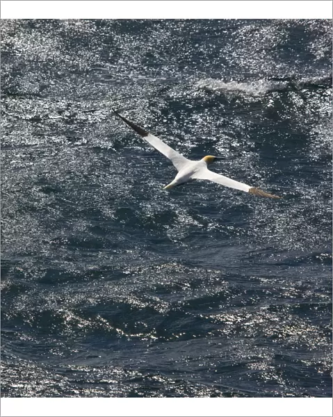 Northern gannet (Morus bassanus) in flight over sea, St. Kilda Archipielago, Outer Hebrides