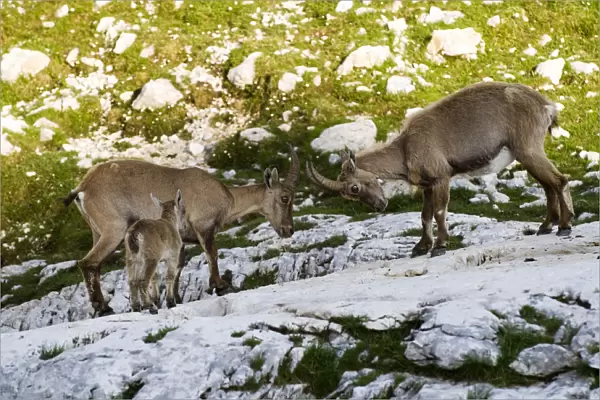 Two Ibex (Capra ibex) fighting with baby watching, Triglav National Park, Julian Alps