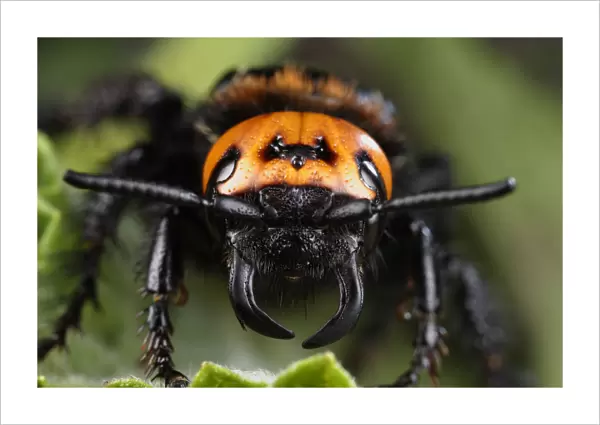 Female Giant  /  Mammoth wasp (Megascolia flavifrons) close-up of face showing short antennae