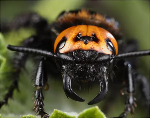 Female Giant  /  Mammoth wasp (Megascolia flavifrons) close-up of face showing short antennae
