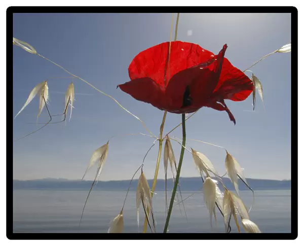 Mediterranean poppy (Papaver apulum) and Oat grass (Avena sp) on the shore of Lake Ohrid