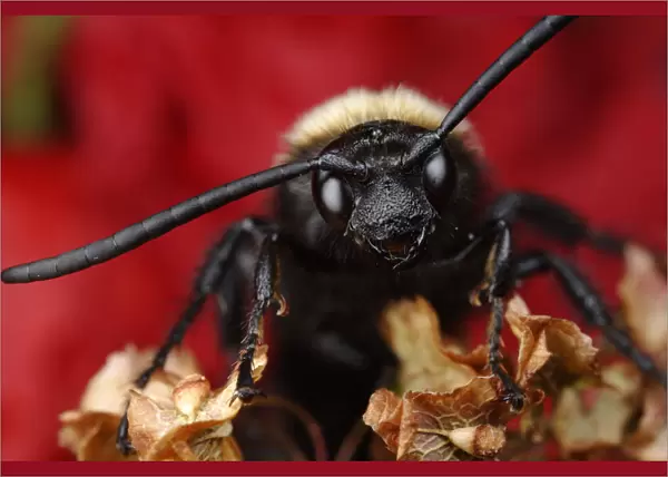 Male Giant  /  Mammoth wasp (Megascolia flavifrons) close-up of face showing long antennae