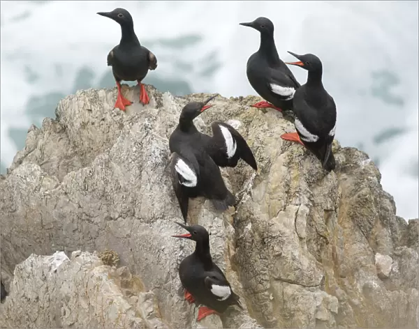Pigeon Guillemots (Cepphus columba), group interacting on a rock over the ocean