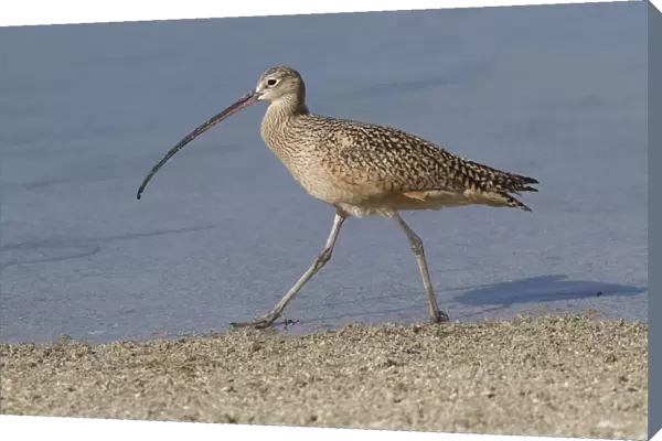 Long-Billed Curlew (Numenius americanus) hunting in sand for Fiddler Crabs while
