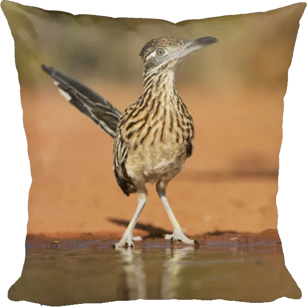 Greater roadrunner (Geococcyx californianus), adult drinking, Rio Grande Valley, South Texas