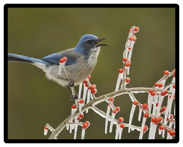 Western Scrub-Jay (Aphelocoma californica), adult calling on icy branch of Possum Haw Holly