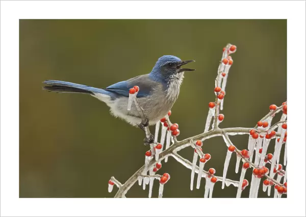 Western Scrub-Jay (Aphelocoma californica), adult calling on icy branch of Possum Haw Holly