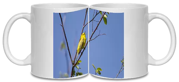 Yellow warbler (Dendroica petechia) male singing. Bozeman, Montana, USA