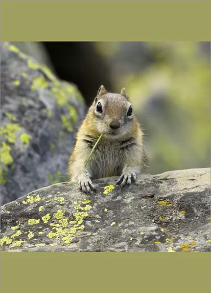 Portrait of Golden Mantled Ground Squirrel (Spermophilus lateralis) with a blade