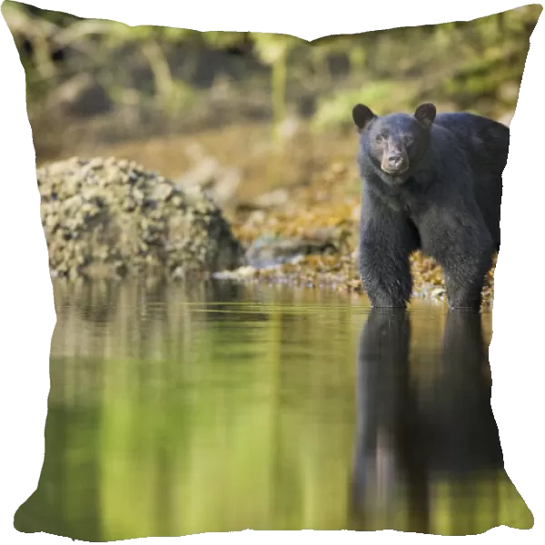 Black Bear (Ursus americanus) at waters edge, Barkley Sound, Vancouver Island, British Columbia