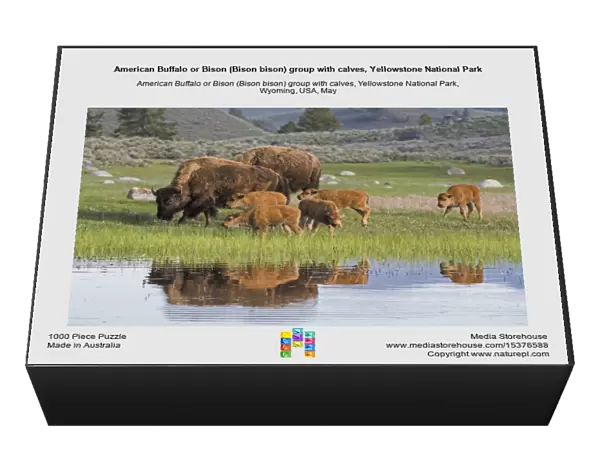 American Buffalo or Bison (Bison bison) group with calves, Yellowstone National Park