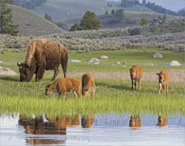 American buffalo (Bison bison) with group of calves, Yellowstone National Park, Wyoming, USA