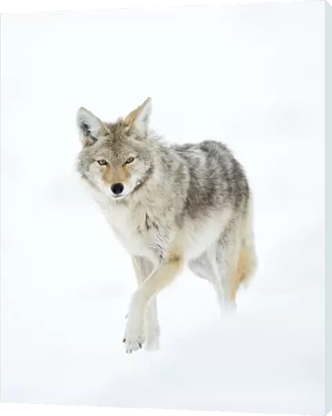 Coyote (Canis latrans) in snow, Yellowstone National Park, Wyoming, USA, February