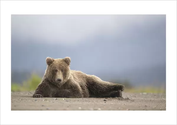 RF - Grizzly Bear (Ursus arctos) resting, Lake Clarke National Park, Alaska, September