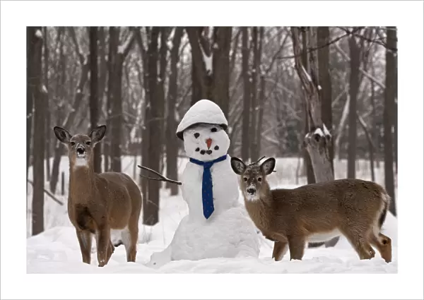 White-tailed deer (Odocoileus virginianus) with snowman, New York, USA