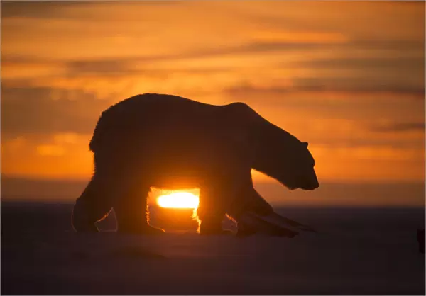 Polar bear (Ursus maritimus) silhouetted against setting sun, Bernard Spit, off the 1002 Area