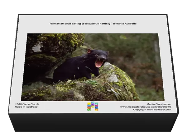 Tasmanian devil calling {Sarcophilus harrisii} Tasmania Australia