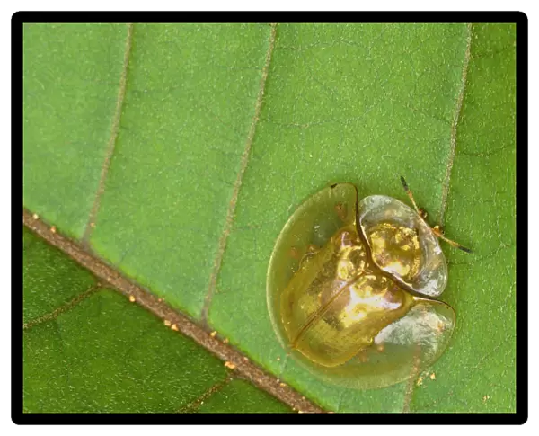 Tortoise beetle (Chrysomelidae) West Kalimantan, Borneo, Indonesia
