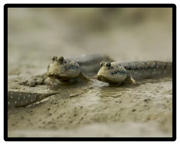 Mudskippers {Periophthalmus sp} forage on the mudflats of a mangrove channel, Sundarban Forest