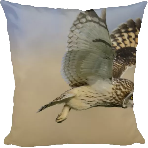 Short eared owl (Asio flammeus) in flight over marshland, Vendee, west France, April