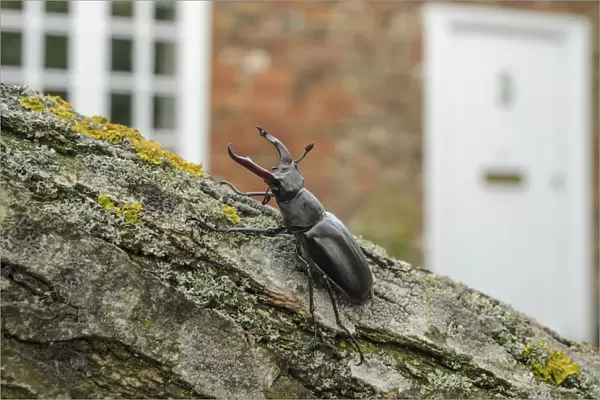 Stag Beetle (Lucanus cervus) in defensive posture; male in garden where it emerged naturally