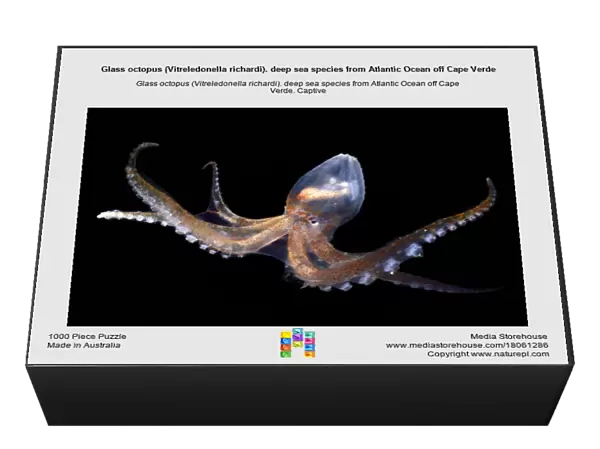 Glass octopus (Vitreledonella richardi). deep sea species from Atlantic Ocean off Cape Verde