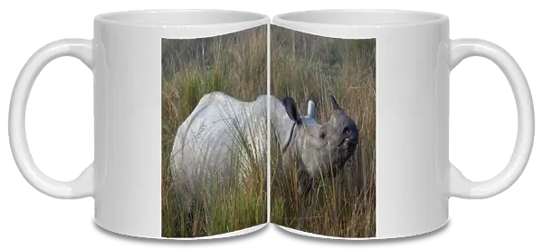 Indian Rhinoceros (Rhinoceros unicornis) in long grass. Kaziranga National Park, India