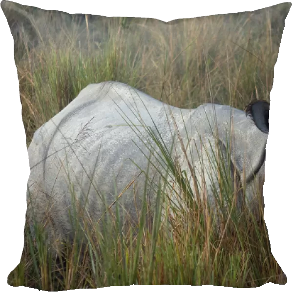 Indian Rhinoceros (Rhinoceros unicornis) in long grass. Kaziranga National Park, India