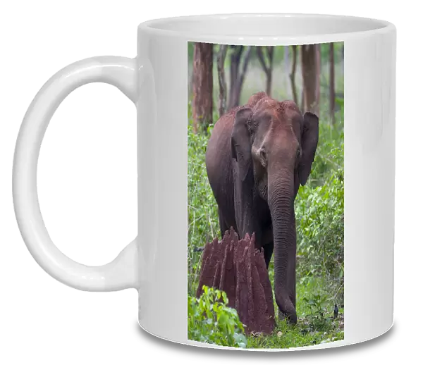 Asian Elephant (Elephas maximus) femalenext to termite mound in forest, Nagarhole National Park