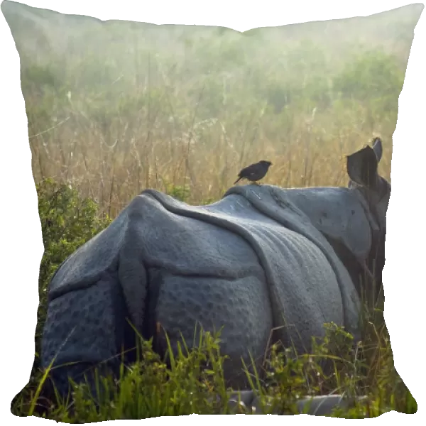 Indian rhinoceros (Rhinoceros unicornis) with Jungle myna (Acridotheres fuscus) riding on its back