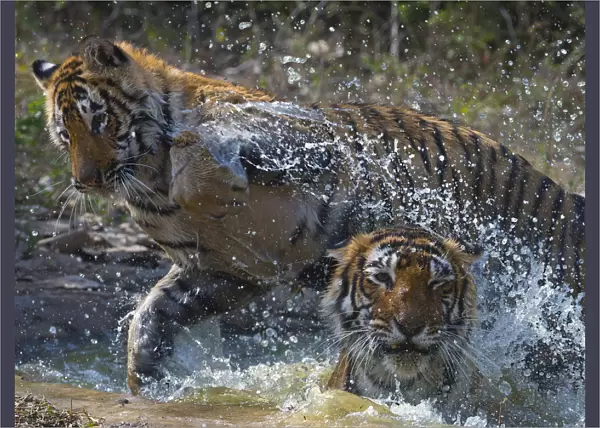 Tiger (Panthera tigris) mother and large cub playing in water, Ranthambhore National Park