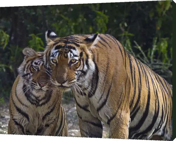Tiger (Panthera tigris), female and cub, Ranthambhore National Park, Rajasthan, India
