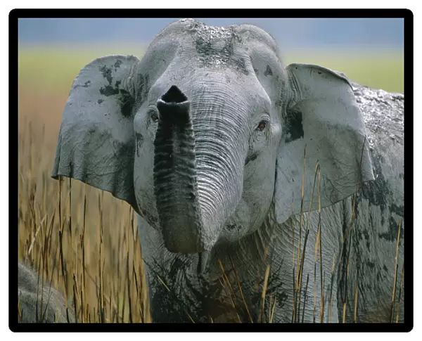 Indian elephant with trunk raised {Elephas maximus} Kaziranga NP, Assam, India
