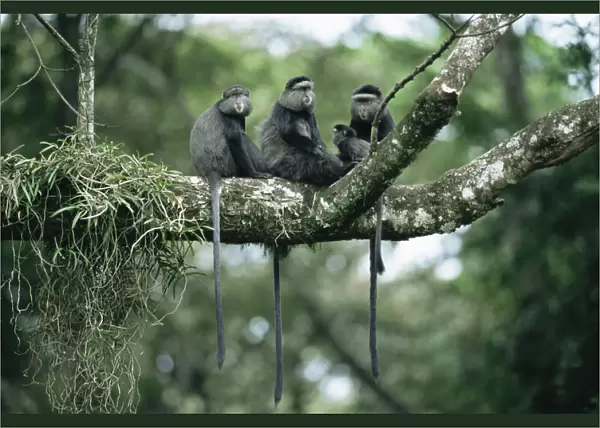 Blue monkey family group {Cercopithecus mitis} Kakamega forest, Kenya
