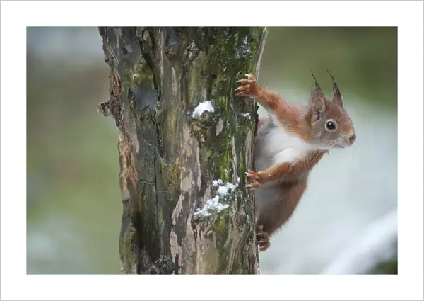 Red Squirrel (Sciurus vulgaris) Brasschaat, Belgium